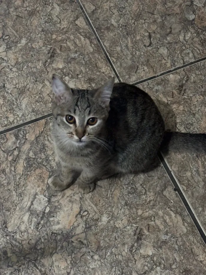 Gato raça SRD-ViraLata idade 2 a 6 meses nome Luna e meg