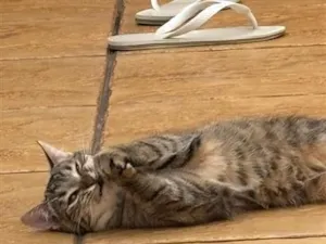 Gato raça SRD-ViraLata idade 2 a 6 meses nome Luna e meg