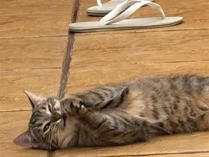 Gato raça SRD-ViraLata idade 2 a 6 meses nome Luna e meg