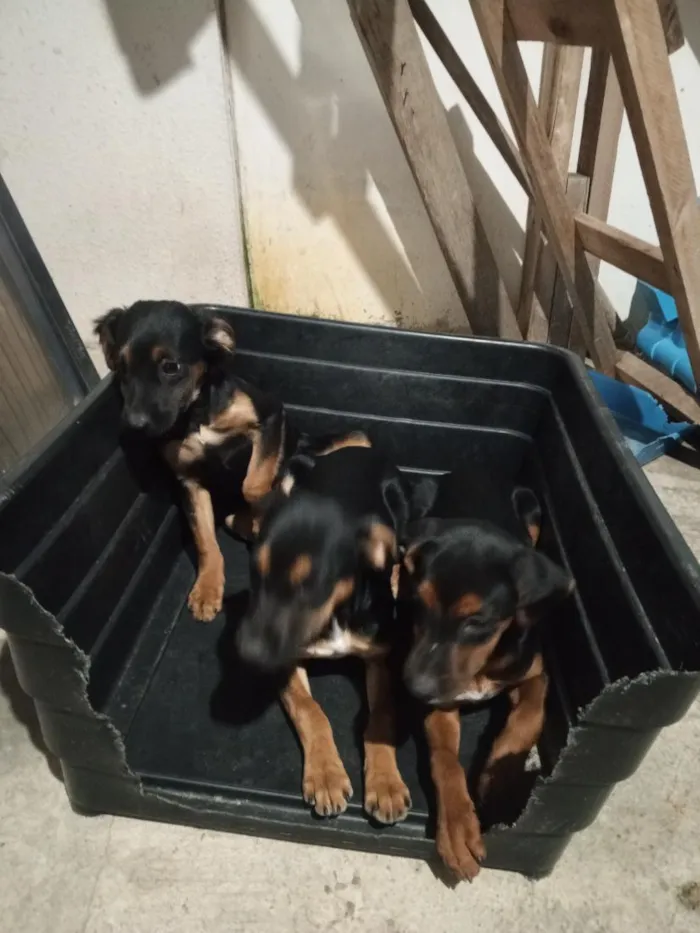 Cachorro raça SRD-ViraLata idade 2 a 6 meses nome Mia, Xuxa e Maick