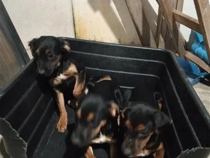 Cachorro raça SRD-ViraLata idade 2 a 6 meses nome Mia, Xuxa e Maick