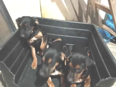Cachorro raça SRD-ViraLata idade 2 a 6 meses nome Mia, Xuxa e Maick