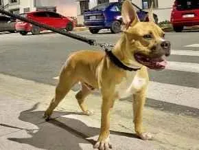 Cachorro raça Pit-Bull idade 7 a 11 meses nome Apólo