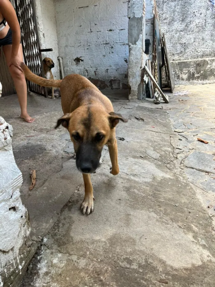 Cachorro raça SRD-ViraLata idade 7 a 11 meses nome leão e mel 