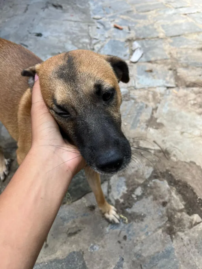 Cachorro raça SRD-ViraLata idade 7 a 11 meses nome leão e mel 