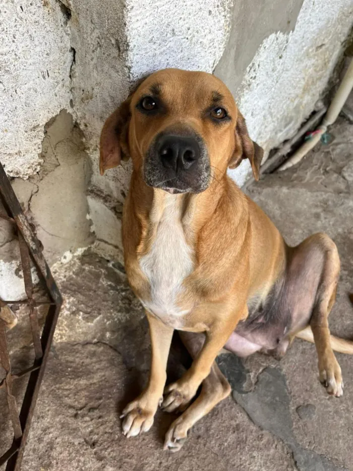 Cachorro raça SRD-ViraLata idade 7 a 11 meses nome leão e mel 