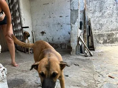 Cachorro raça SRD-ViraLata idade 7 a 11 meses nome leão e mel 