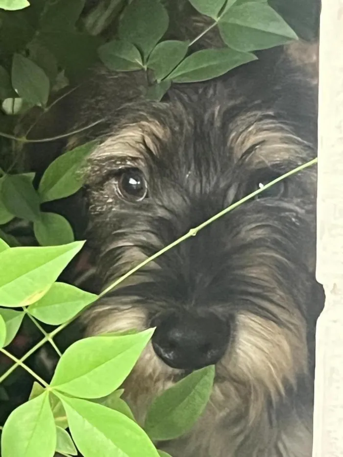 Cachorro raça SRD-ViraLata idade 1 ano nome Nome desconhecido