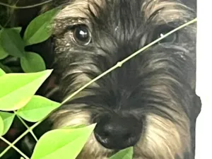 Cachorro raça SRD-ViraLata idade 1 ano nome Nome desconhecido
