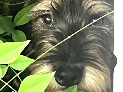 Cachorro raça SRD-ViraLata idade 1 ano nome Nome desconhecido