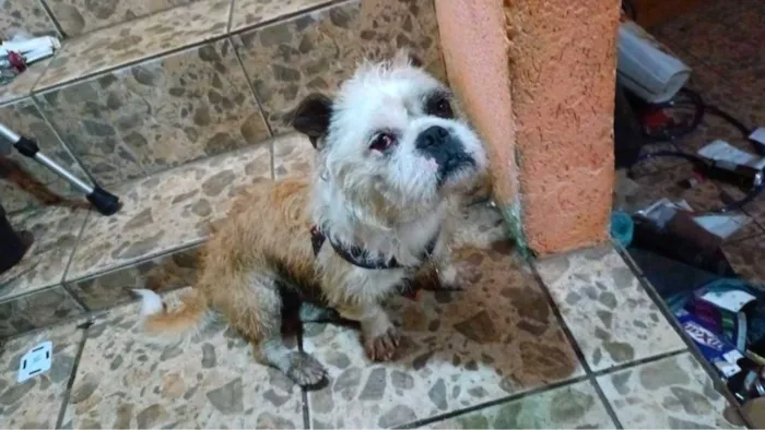 Cachorro raça Lhasa Apso idade 6 ou mais anos nome Ozzy