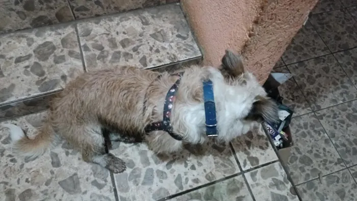 Cachorro raça Lhasa Apso idade 6 ou mais anos nome Ozzy