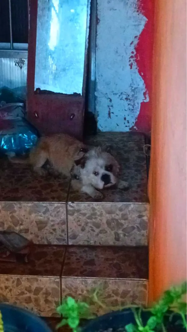 Cachorro raça Lhasa Apso idade 6 ou mais anos nome Ozzy
