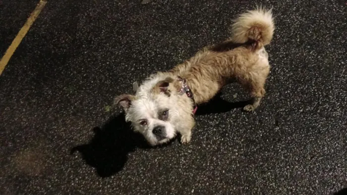 Cachorro raça Lhasa Apso idade 6 ou mais anos nome Ozzy