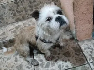 Cachorro raça Lhasa Apso idade 6 ou mais anos nome Ozzy