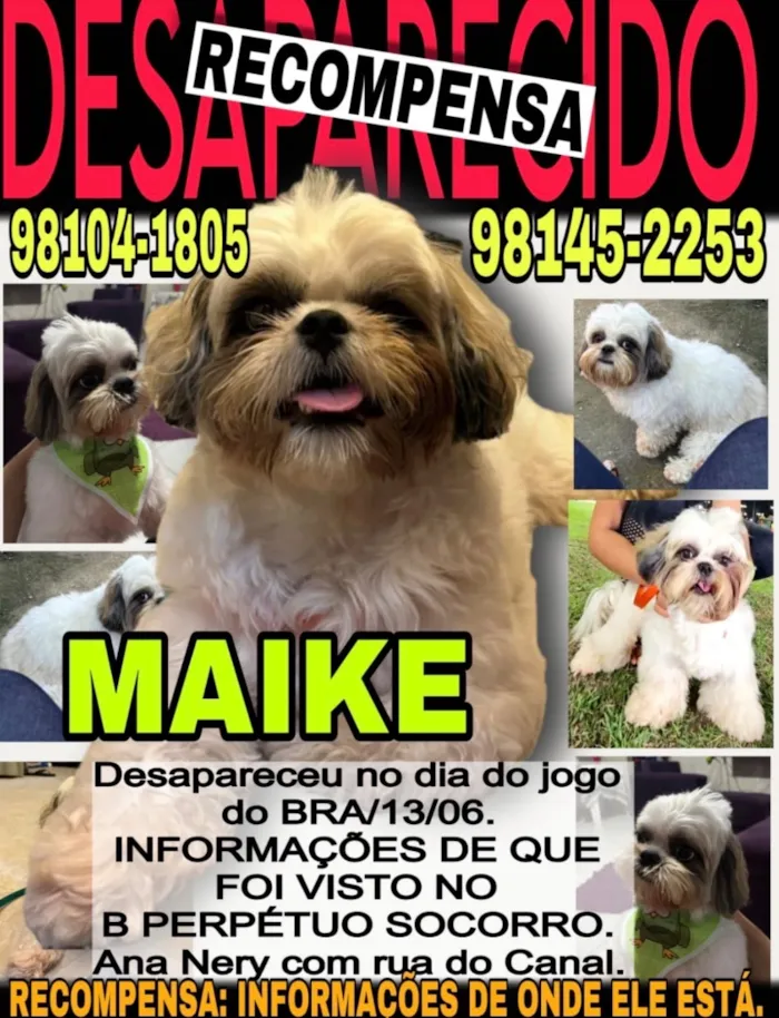 Cachorro raça Shitzu idade 2 anos nome Maiky
