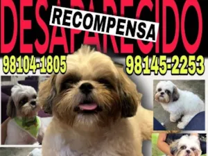 Cachorro raça Shitzu idade 2 anos nome Maiky