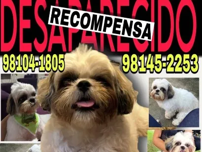 Cachorro raça Shitzu idade 2 anos nome Maiky