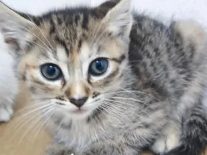 Gato raça SRD-ViraLata idade 2 a 6 meses nome mufasa