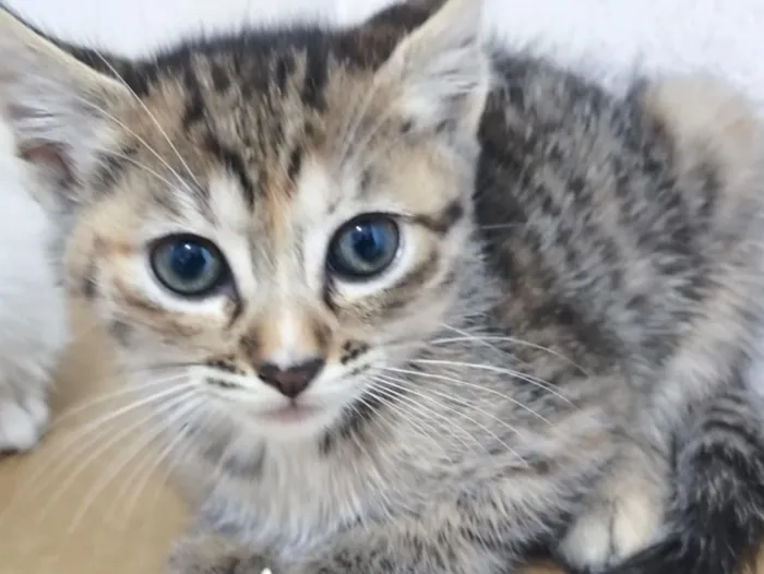 Gato raça SRD-ViraLata idade 2 a 6 meses nome mufasa