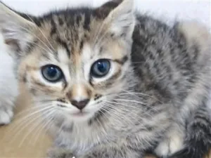 Gato raça SRD-ViraLata idade 2 a 6 meses nome mufasa