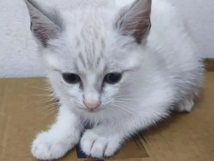 Gato raça Siamês idade 2 a 6 meses nome bela