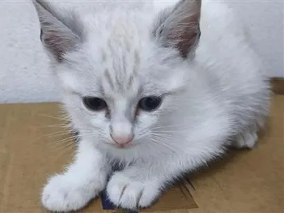 Gato raça Siamês idade 2 a 6 meses nome bela