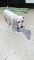 bile 