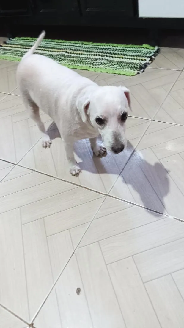 Cachorro raça Poodle idade 3 anos nome bile 