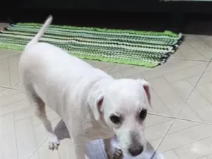 Cachorro raça Poodle idade 3 anos nome bile 