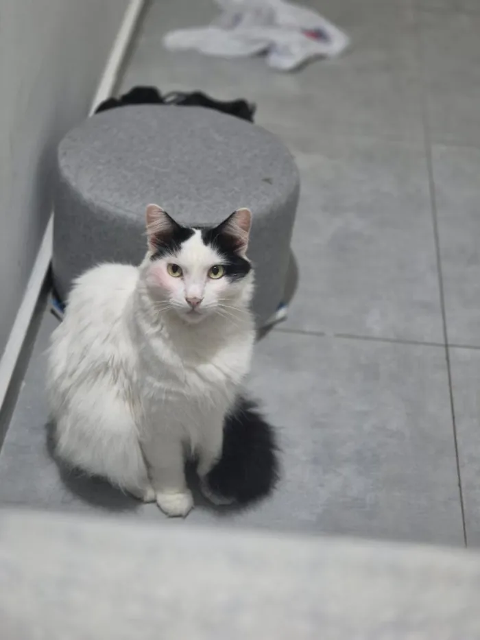Gato raça SRD-ViraLata idade 4 anos nome Annabelle