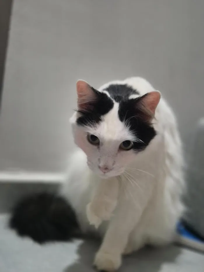 Gato raça SRD-ViraLata idade 4 anos nome Annabelle