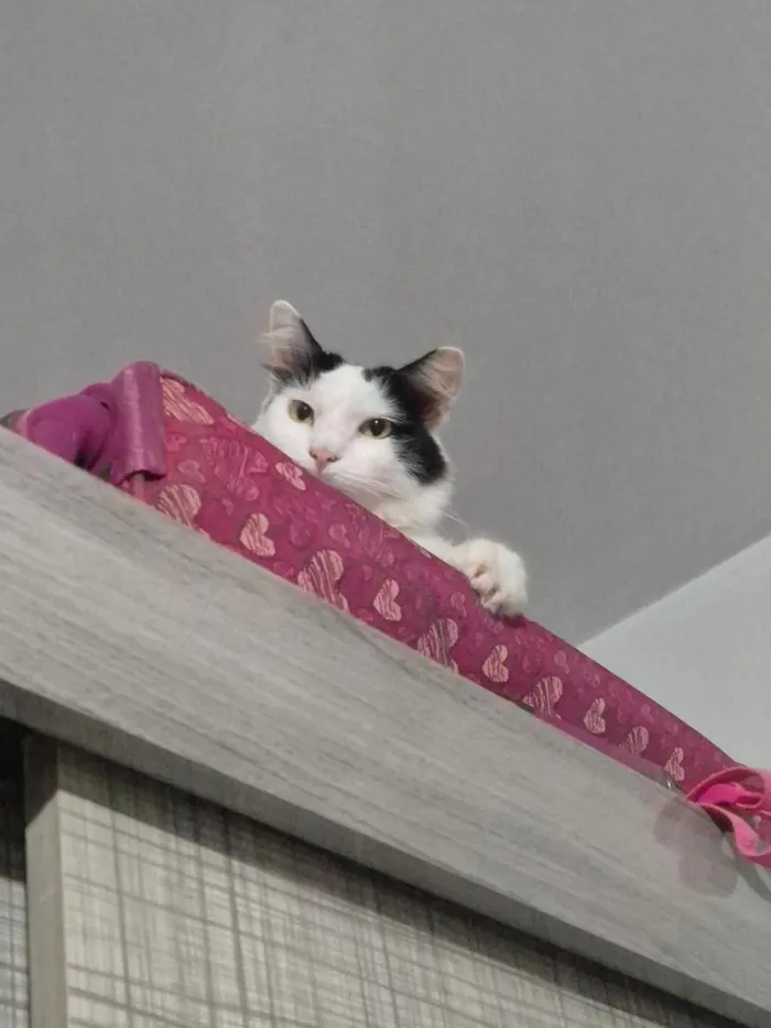 Gato raça SRD-ViraLata idade 4 anos nome Annabelle