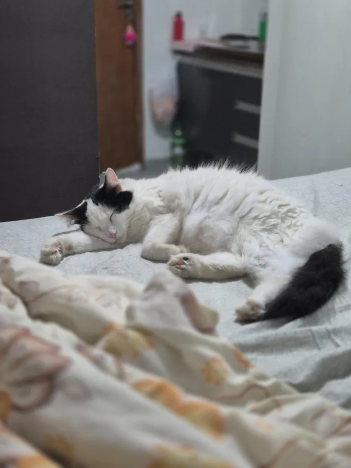 Gato raça SRD-ViraLata idade 4 anos nome Annabelle