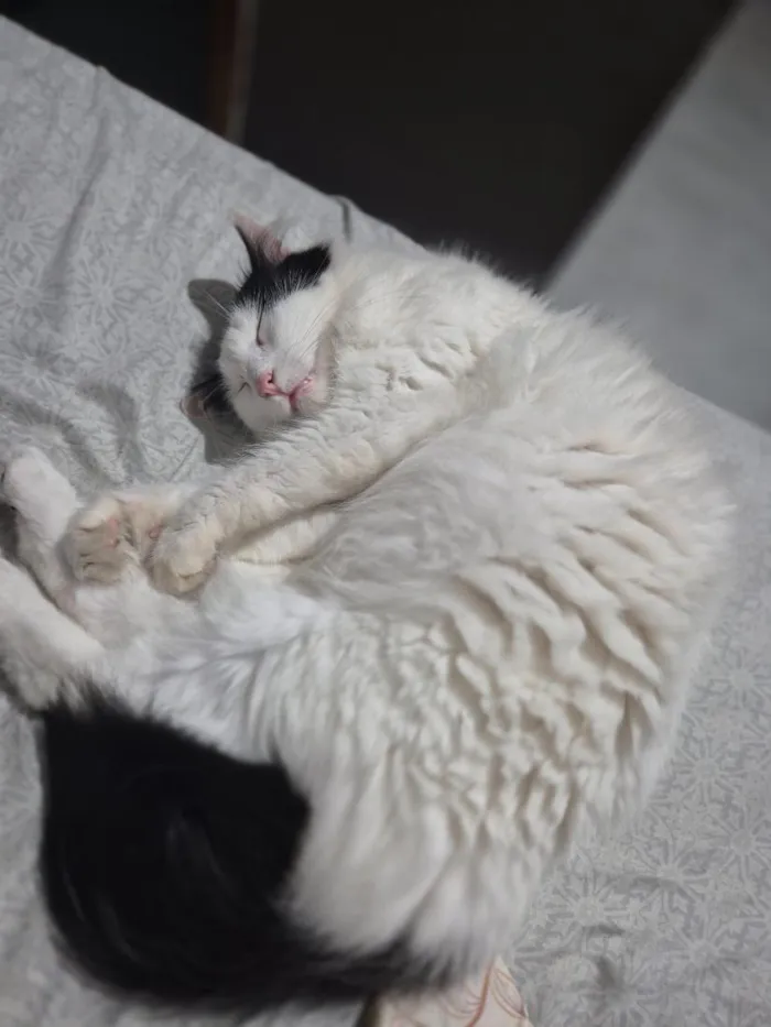 Gato raça SRD-ViraLata idade 4 anos nome Annabelle
