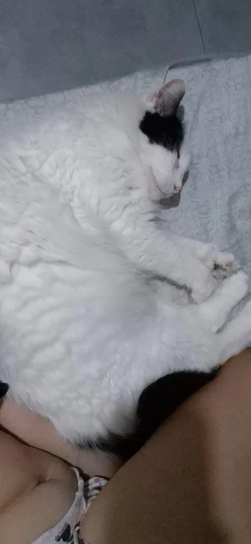 Gato raça SRD-ViraLata idade 4 anos nome Annabelle