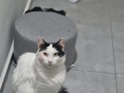 Gato raça SRD-ViraLata idade 4 anos nome Annabelle