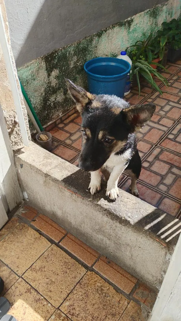 Cachorro raça SRD-ViraLata idade 1 ano nome não tem