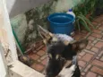 não tem