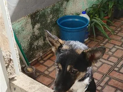 Cachorro raça SRD-ViraLata idade 1 ano nome não tem