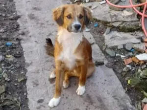 Cachorro raça SRD-ViraLata idade 7 a 11 meses nome Urso