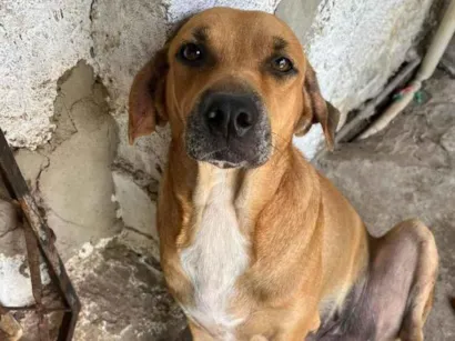 Cachorro raça SRD-ViraLata idade 7 a 11 meses nome leão e mel 