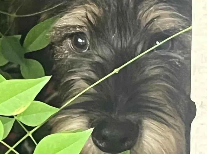 Cachorro raça SRD-ViraLata idade 1 ano nome Nome desconhecido