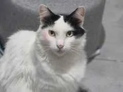 Gato raça SRD-ViraLata idade 4 anos nome Annabelle