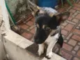não tem