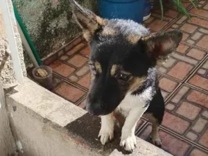 Cachorro raça SRD-ViraLata idade 1 ano nome não tem