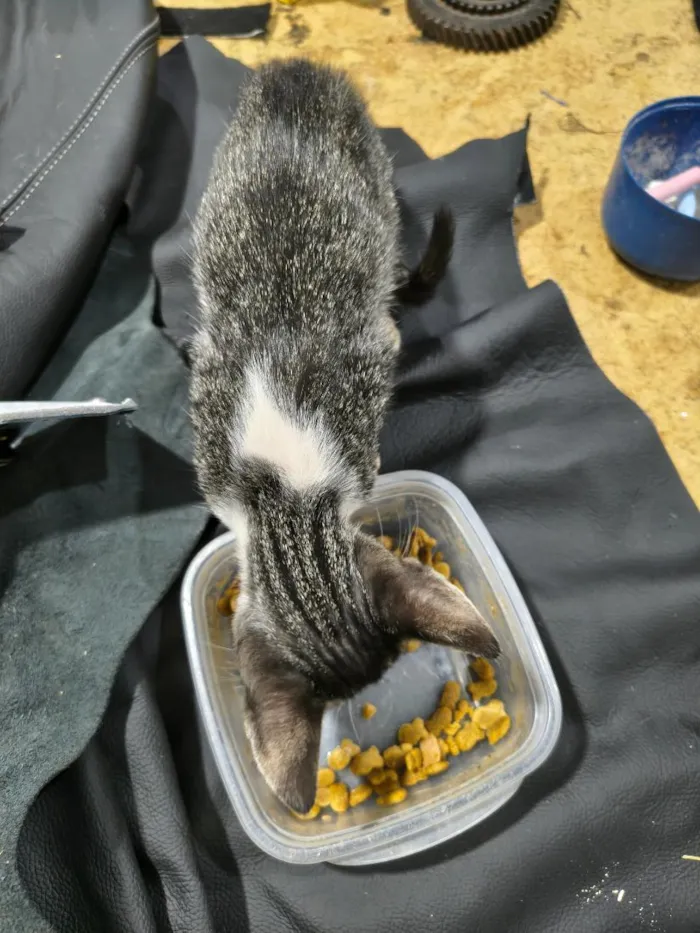 Gato raça SRD-ViraLata idade 2 a 6 meses nome Mussum e Belinha