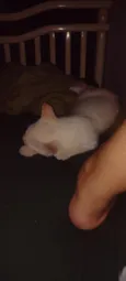 nenem