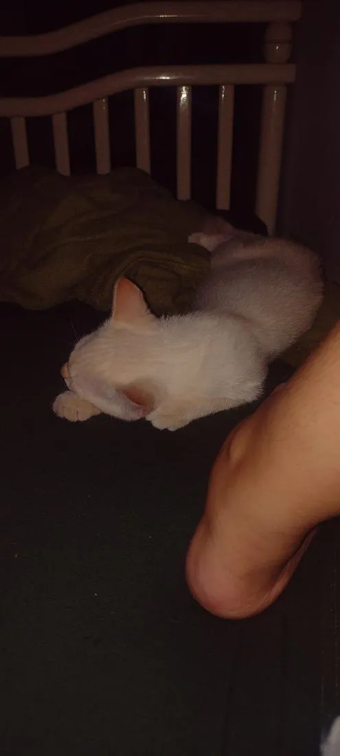 Gato raça SRD-ViraLata idade 2 a 6 meses nome nenem