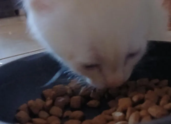 Gato raça SRD-ViraLata idade 2 a 6 meses nome nenem